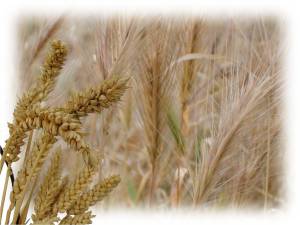 wheat-and-tares1.jpg?w=300